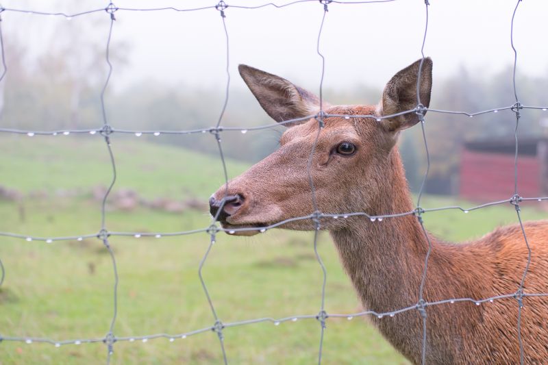 Deer Fence Renovation